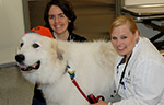 veterinarians and dog
