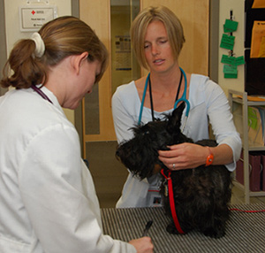 small animal vets