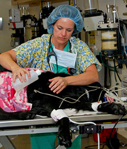 Dog in surgery