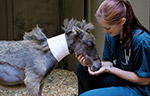 horse and student