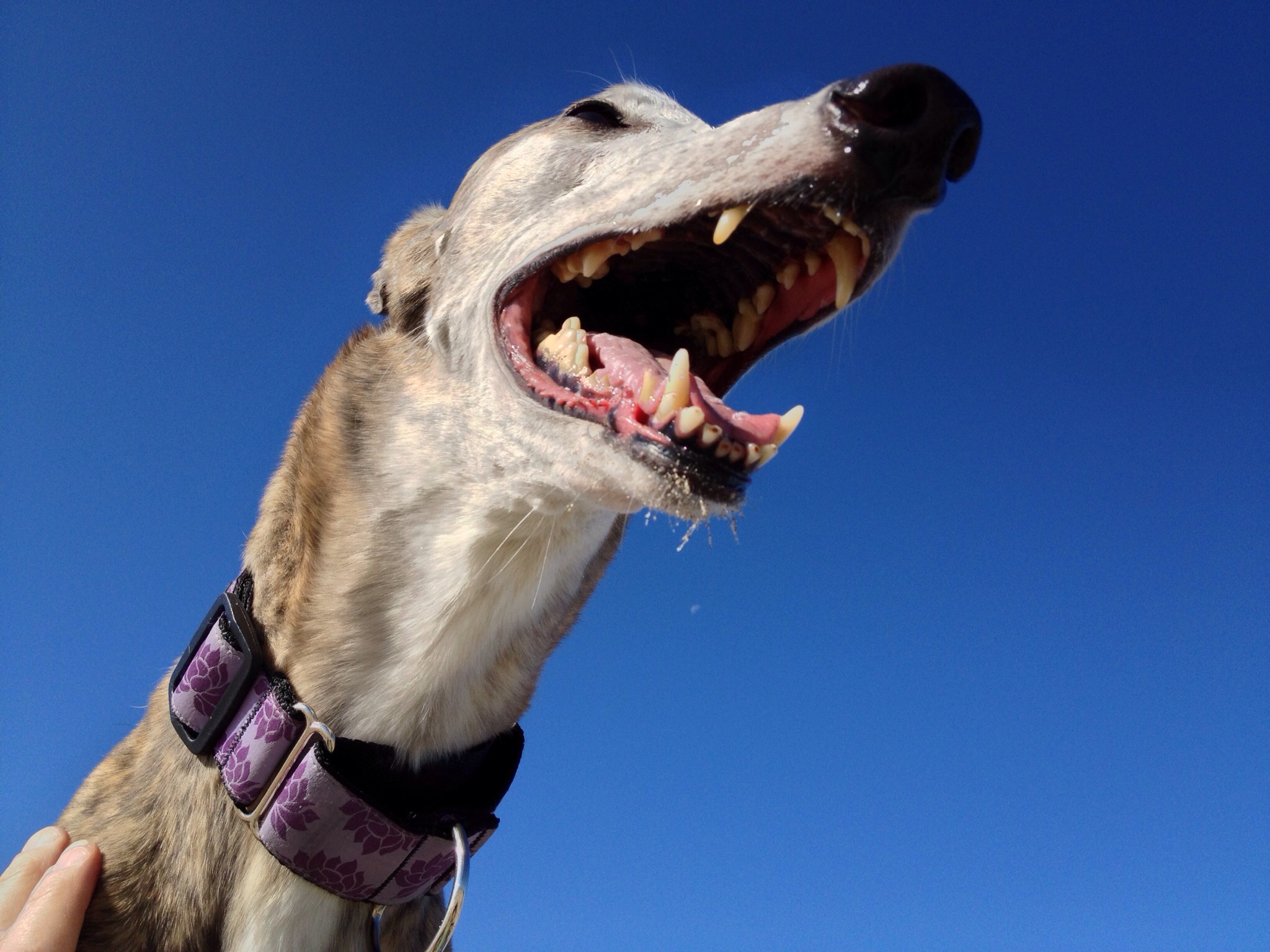 peggy-carlson-college-of-veterinary-medicine-oregon-state-university