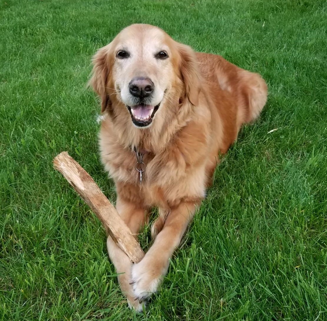 dottie-carlson-college-of-veterinary-medicine-oregon-state-university