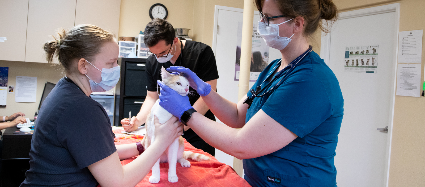 Students examen feline