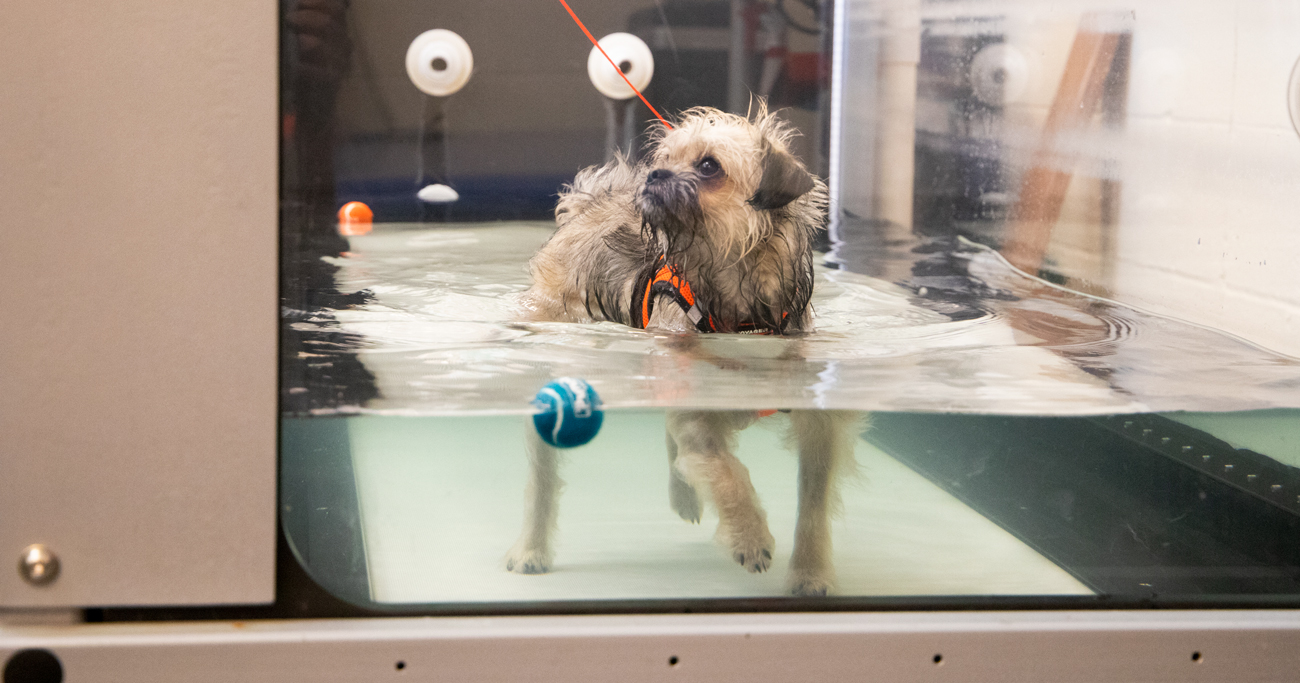 Vanessa doing physical therapy on the underwater treadmill.