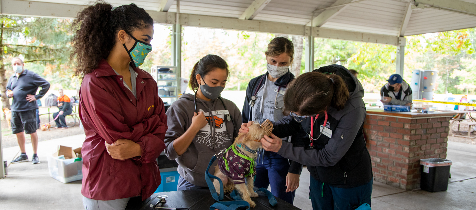 Leila Shetula, Karina Vajda and Jessika Rosewitz get advice from '21 graduate Dr. Eilea Delgadillo while examining a patient at the Street Dawgs & Cats event.