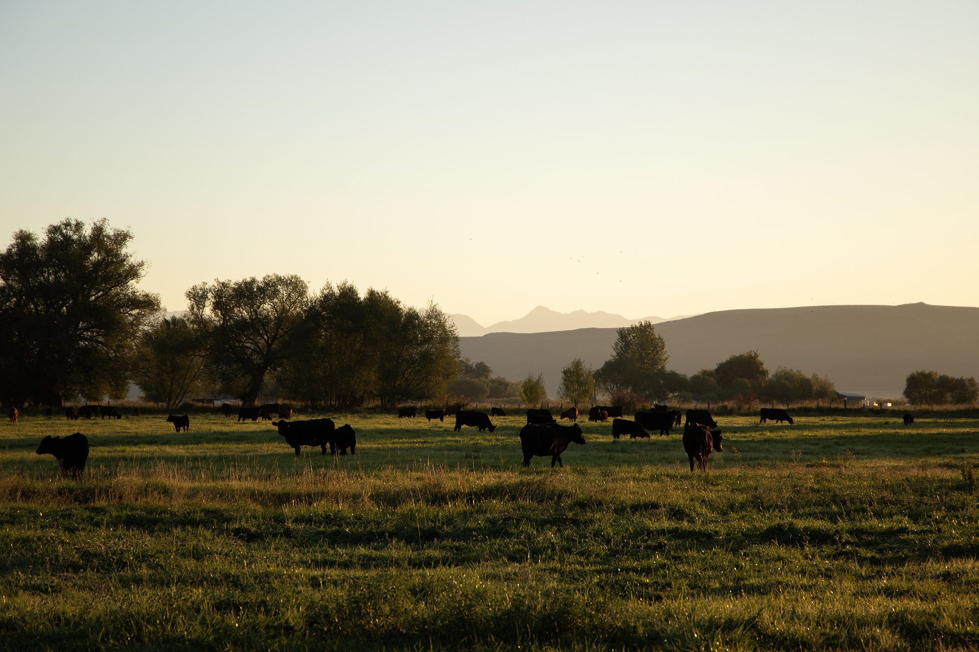Cattle in Baker County graze in flood-irrigated pasture.