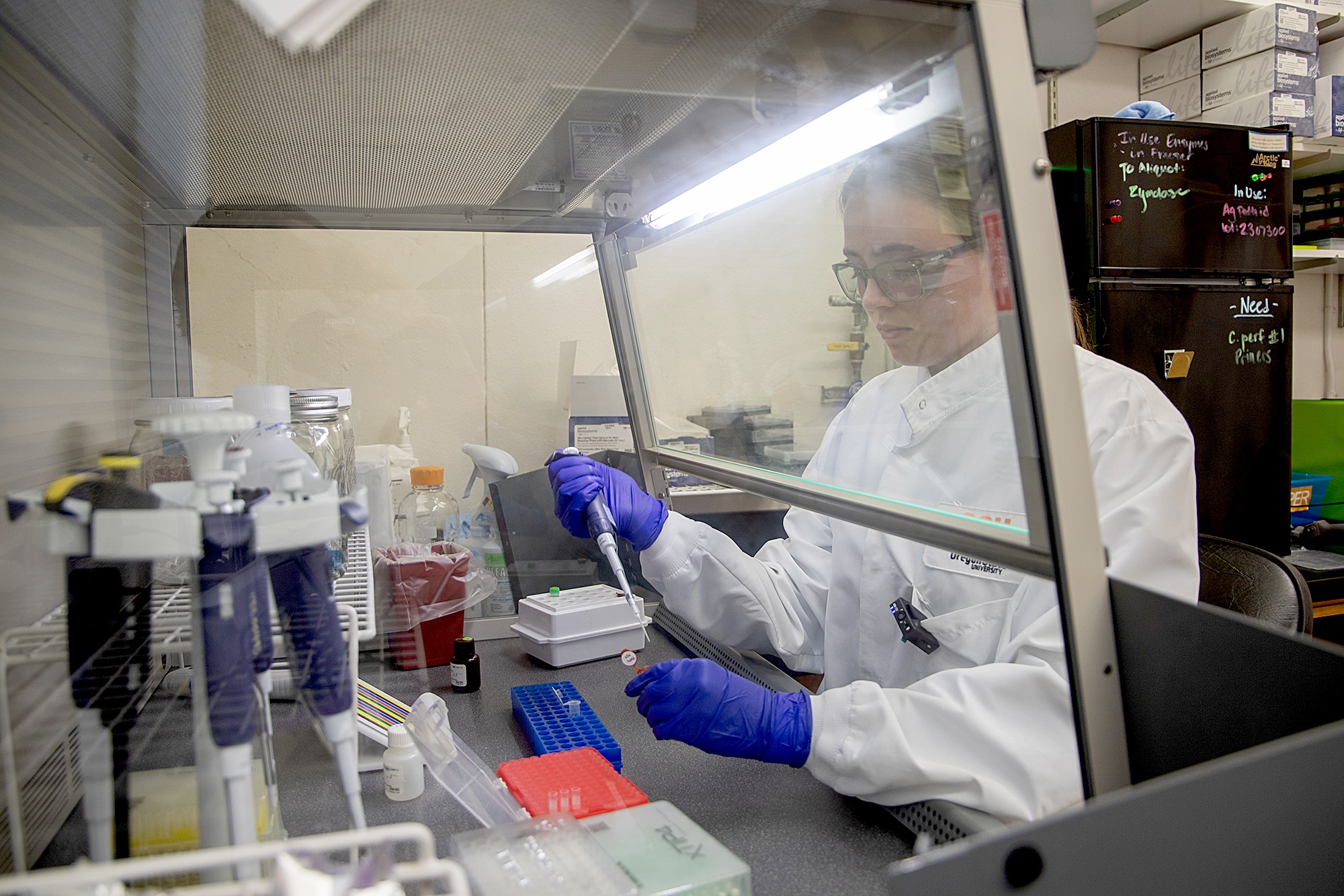 Ella Reese at the Oregon Veterinary Diagnostic Laboratory prepares mosquitos to test for viruses that can infect people.