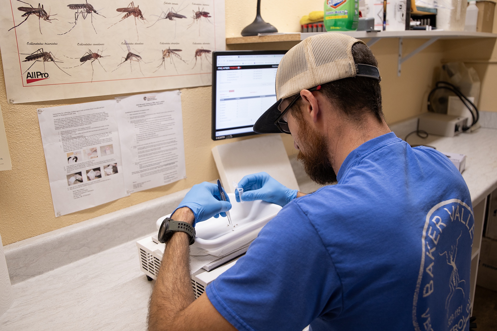 Matt Hutchinson from the Baker County Vector Control District identifies, and sorts trapped mosquitos before shipping to the OVDL for testing.