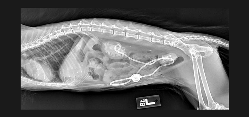 New Technique Treats Chronic Feline Ureteral And Kidney Stones Carlson College Of Veterinary Medicine Oregon State University