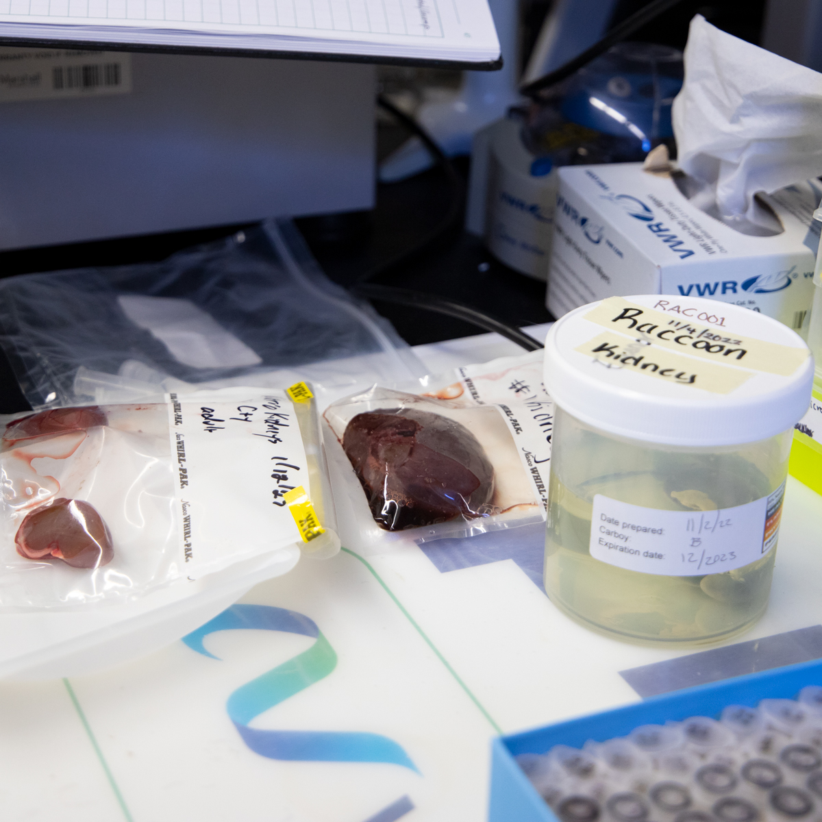 A racoon kidney in a plastic container and beaver kidneys in plastic bags sit on a research lab counter