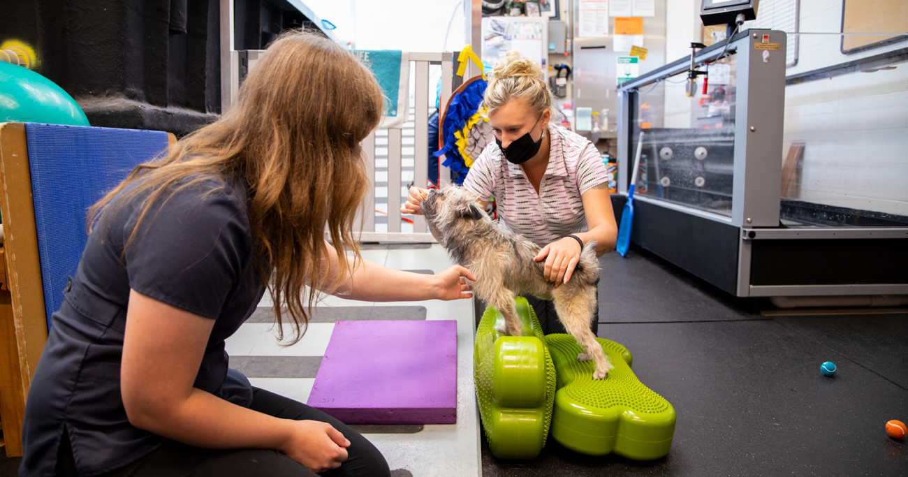 Vanessa works on her plank with certified veterinary technician Sara Short and a student.. 