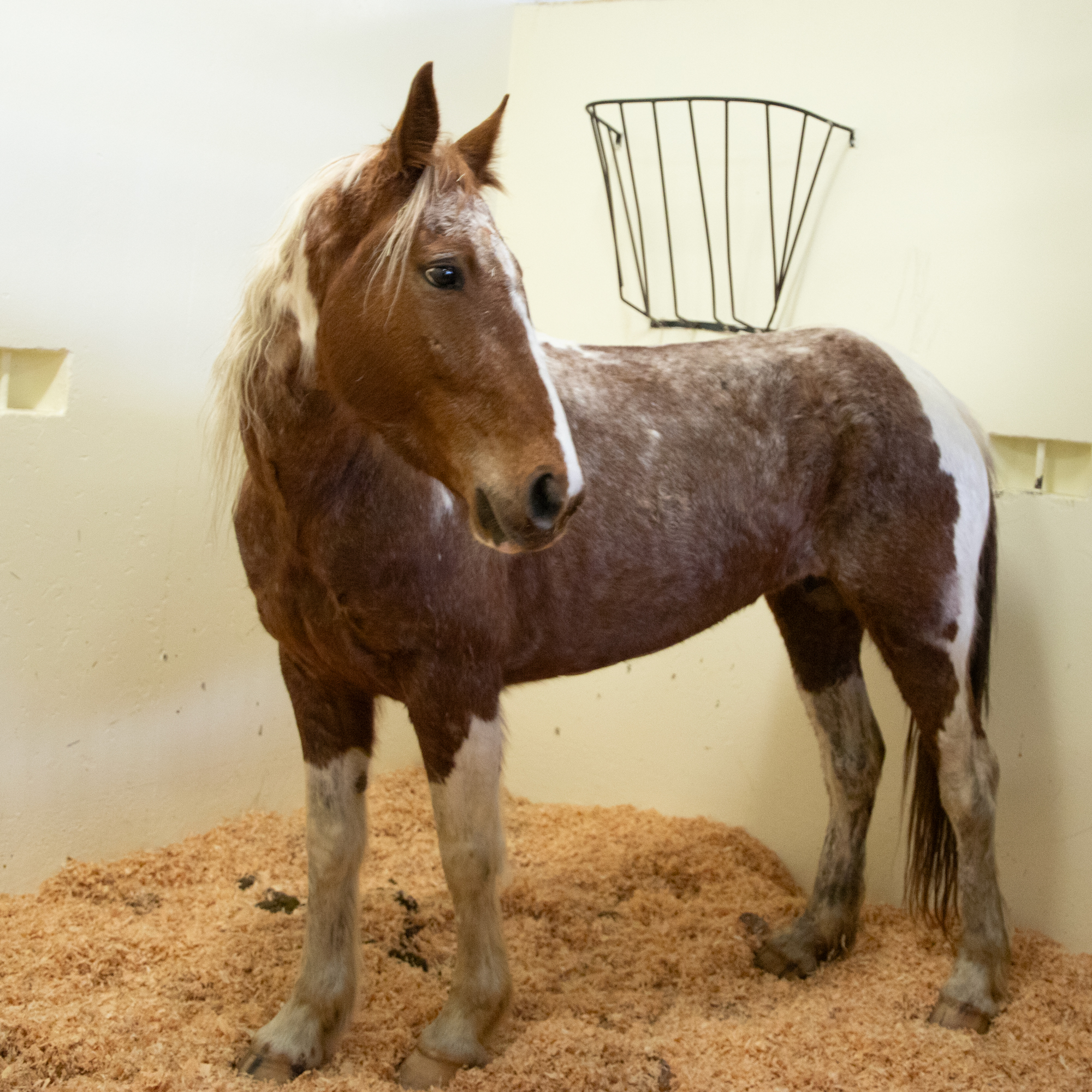 Horse in hospital stall