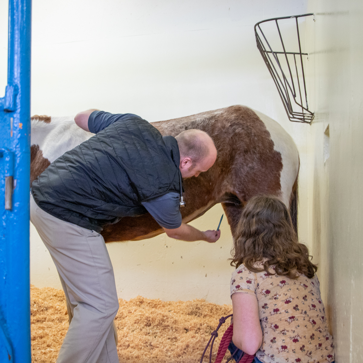 Veterinarian points to surgical incision on a horse while another person looks on.