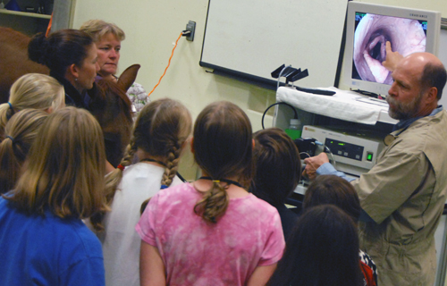 Equine Endoscopy
