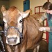 Beatrice the fistulated cow