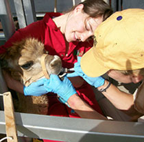 students with alpaca