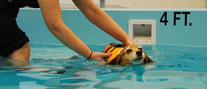 small-animal-rehabilitation-carlson-college-of-veterinary-medicine