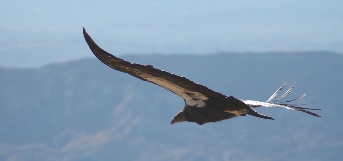 California Condor flying in a blue sky