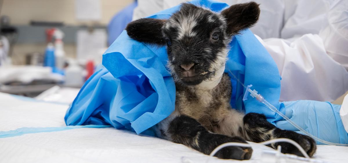 Lamb sits on surgical table prior to procedure