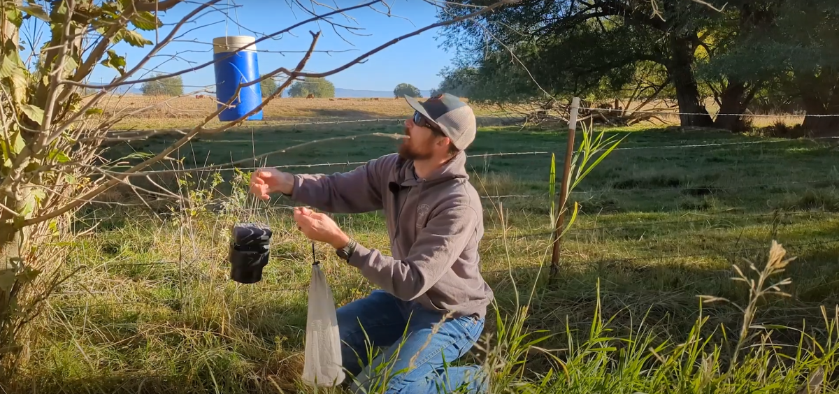 person collects mosquito trap hanging from cottonwood tree