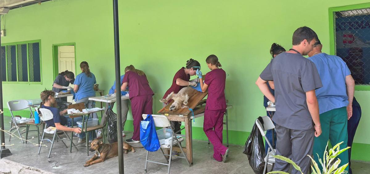 Students perform surgeries on dogs an open porch