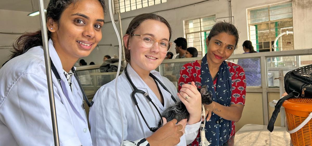 Three people work with a cat on a surgical table