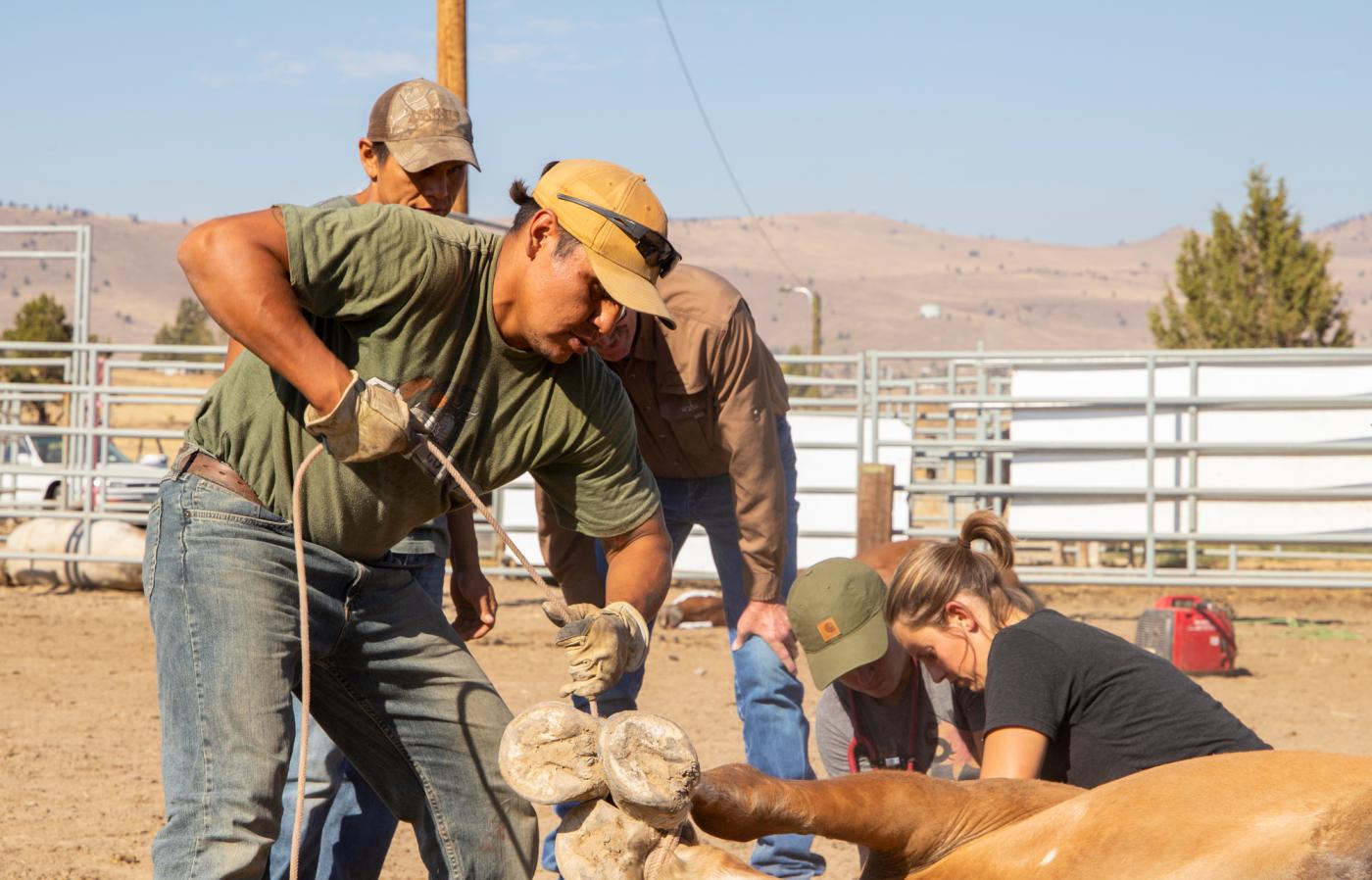Rounding up the herd