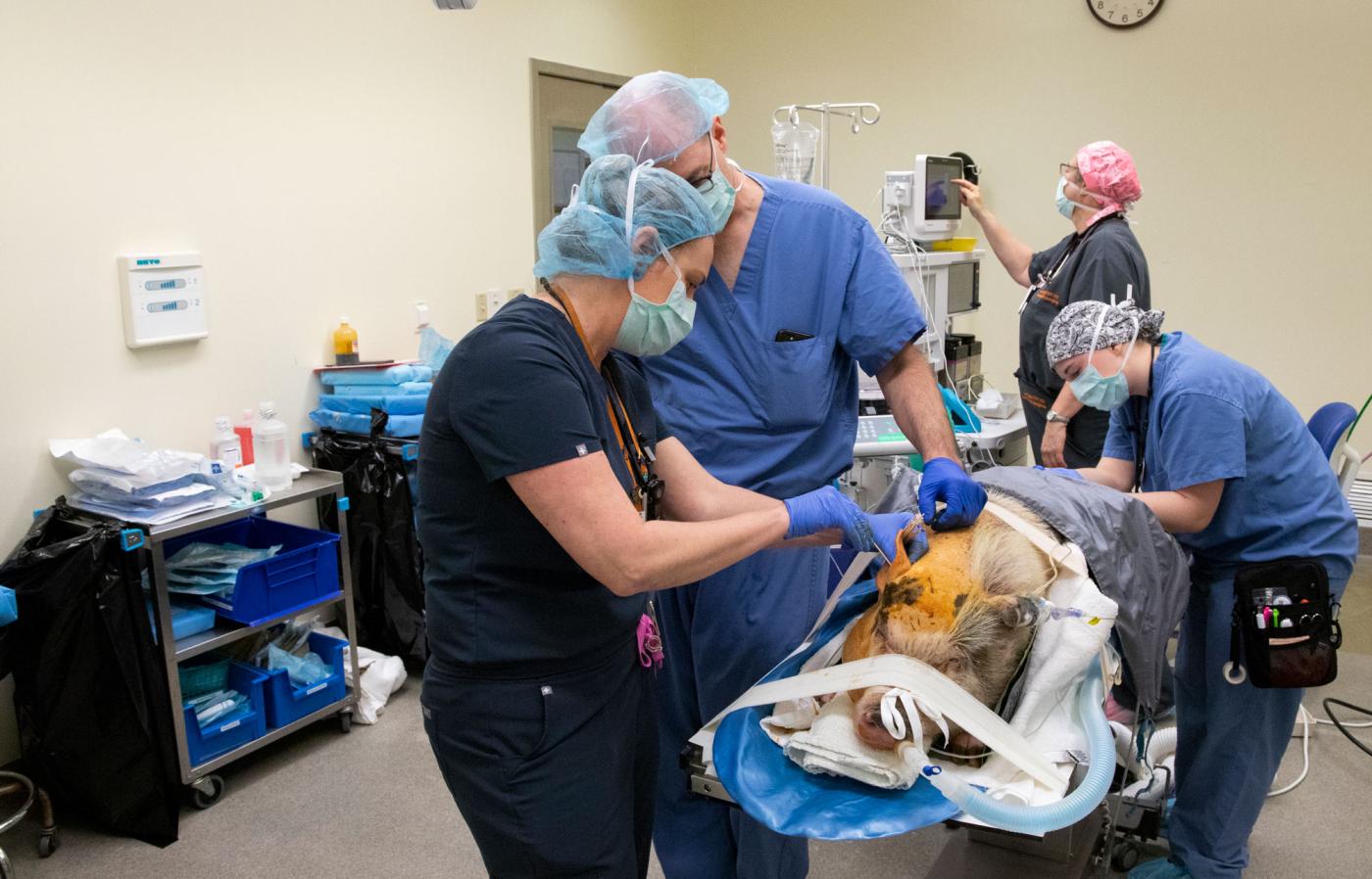 Ella the pig on the operating table