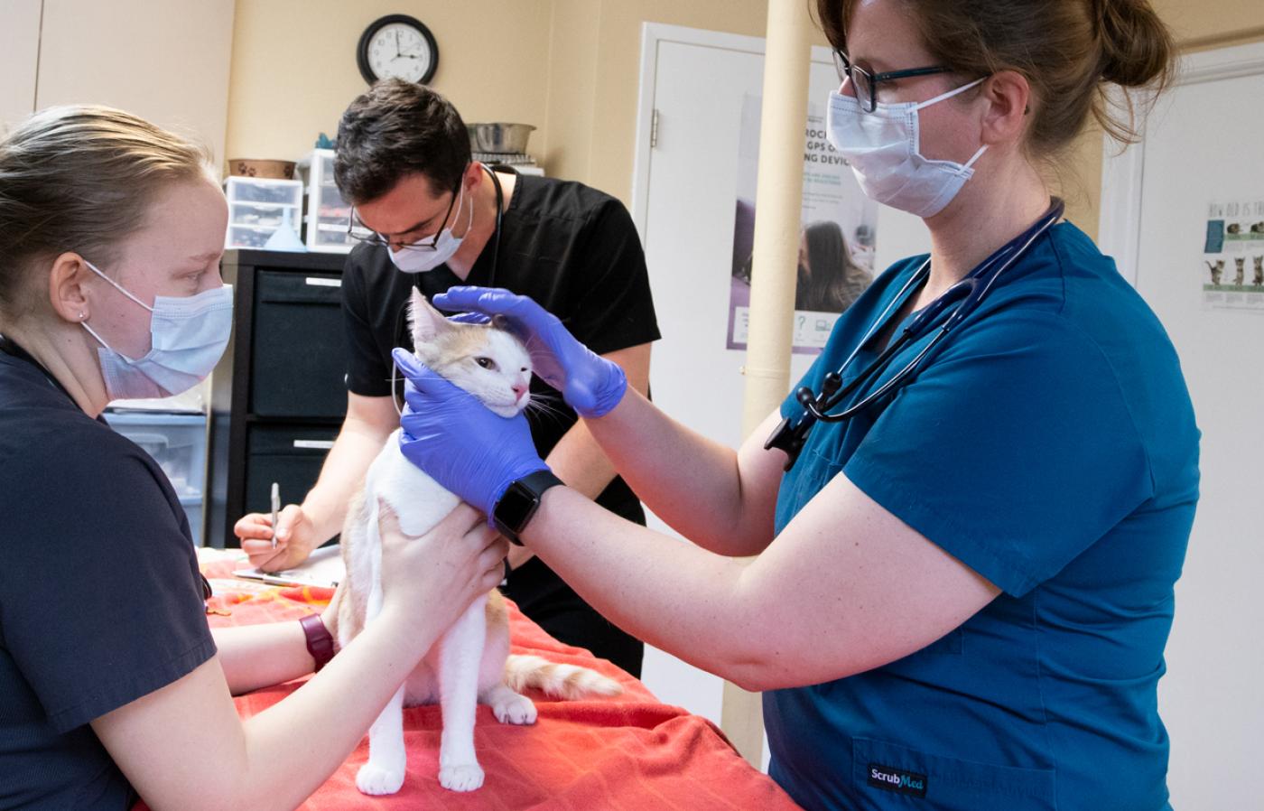Students examen feline