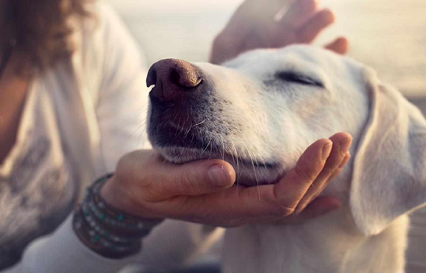 White puppy being petted