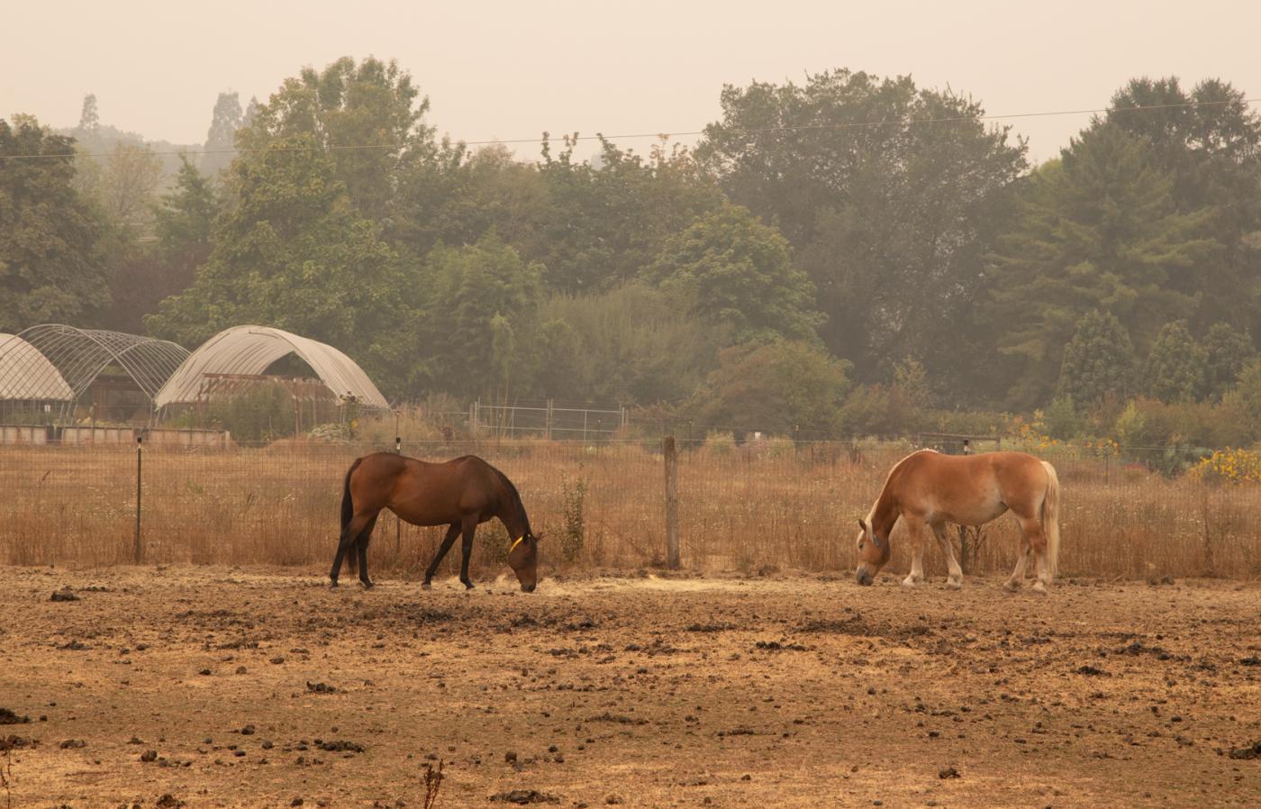 Horses in the field outside the veterinary hospital