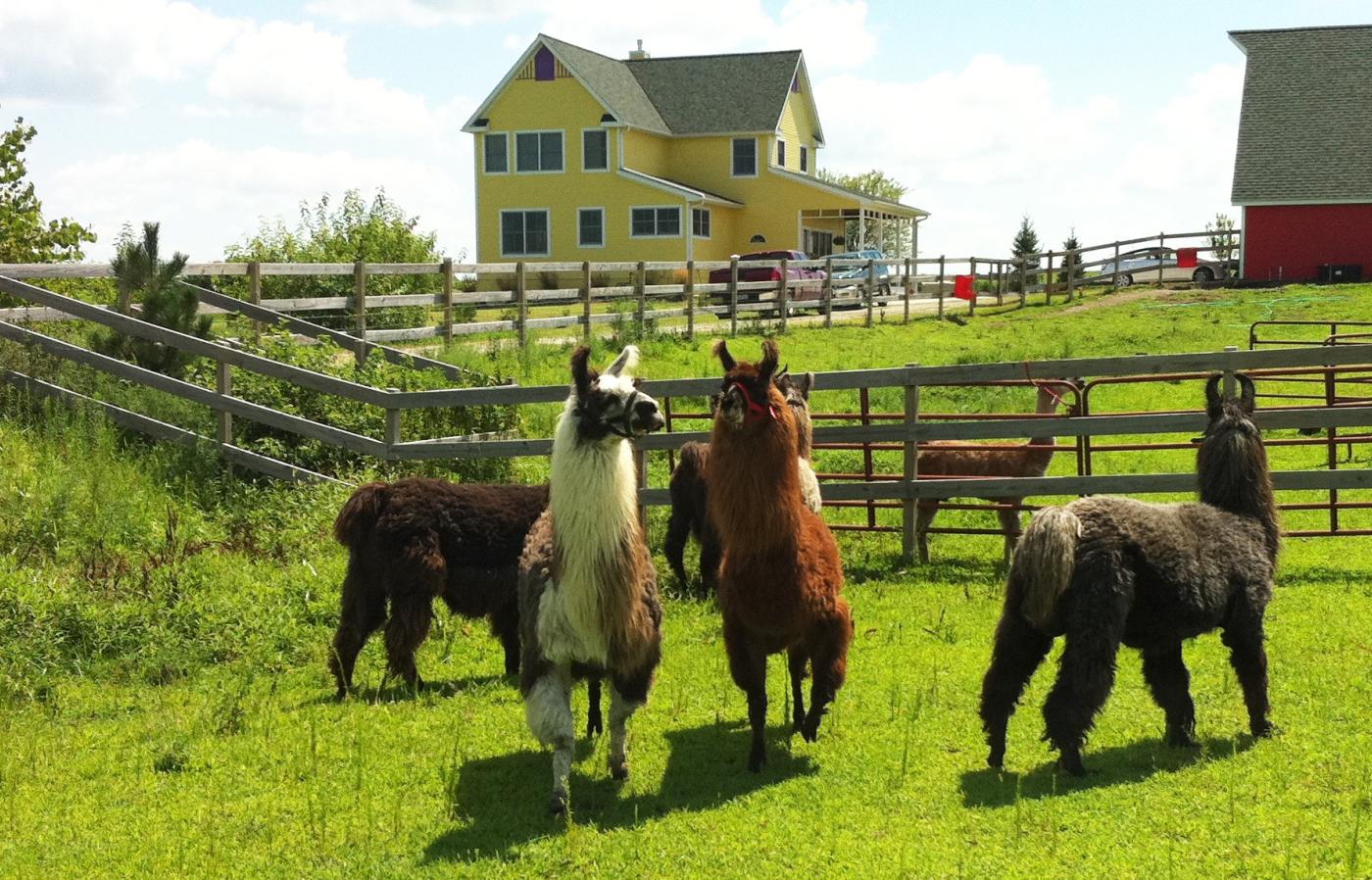Herd of camelids