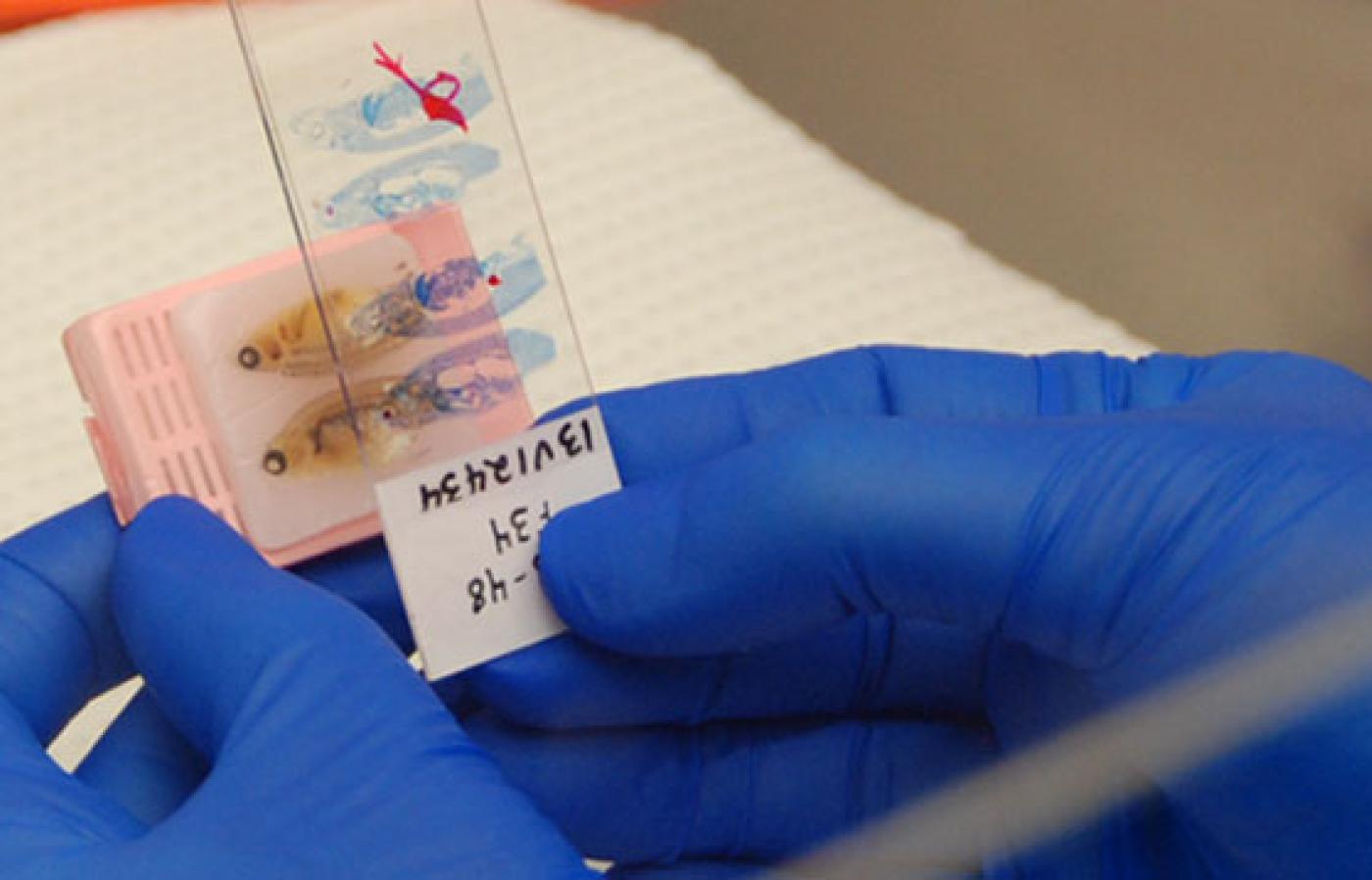 thin sample of tissue from zebrafish on a slide