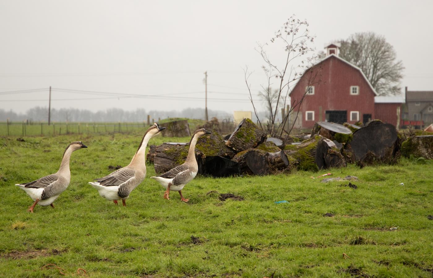 Geese on a farm