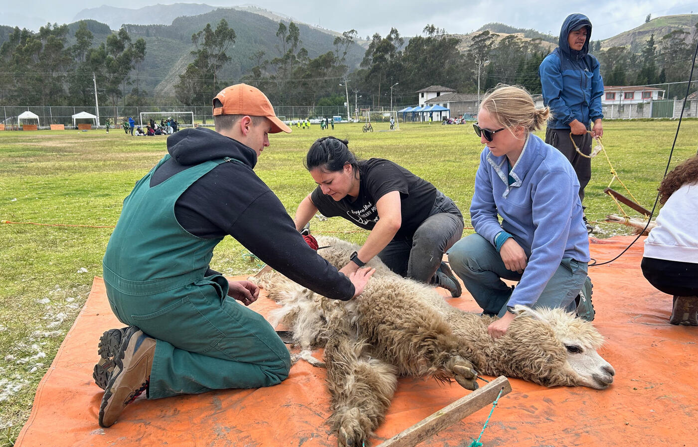 Veterinary students shear an alpaca