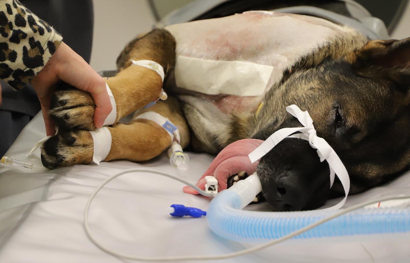 Wounded German shepherd lies on surgical table under anesthesia.