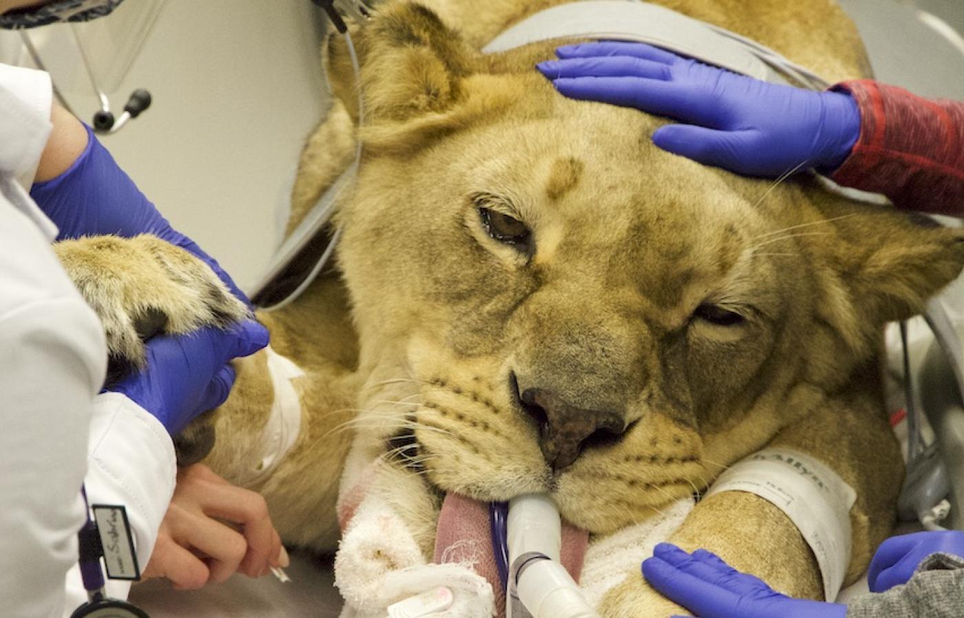 Gloved hands cradle head and paws of lioness under anesthesia.