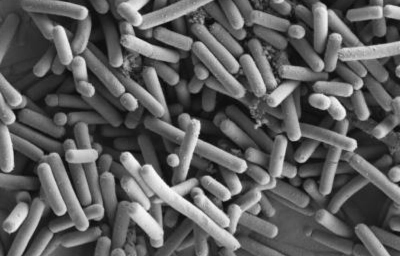gut organisms under microscope