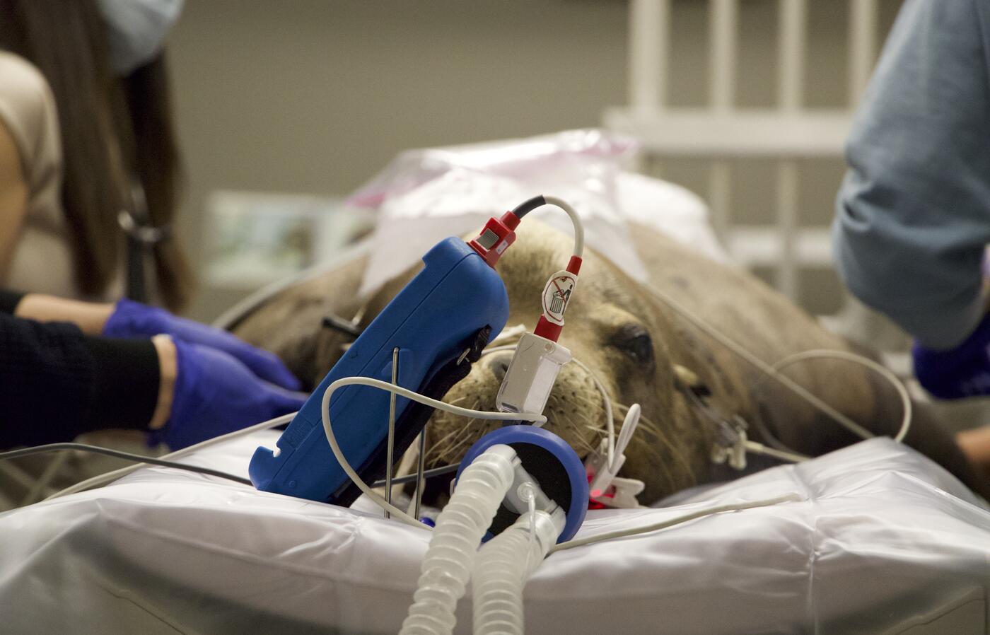 Sea lion under anesthesia lies on CT table.