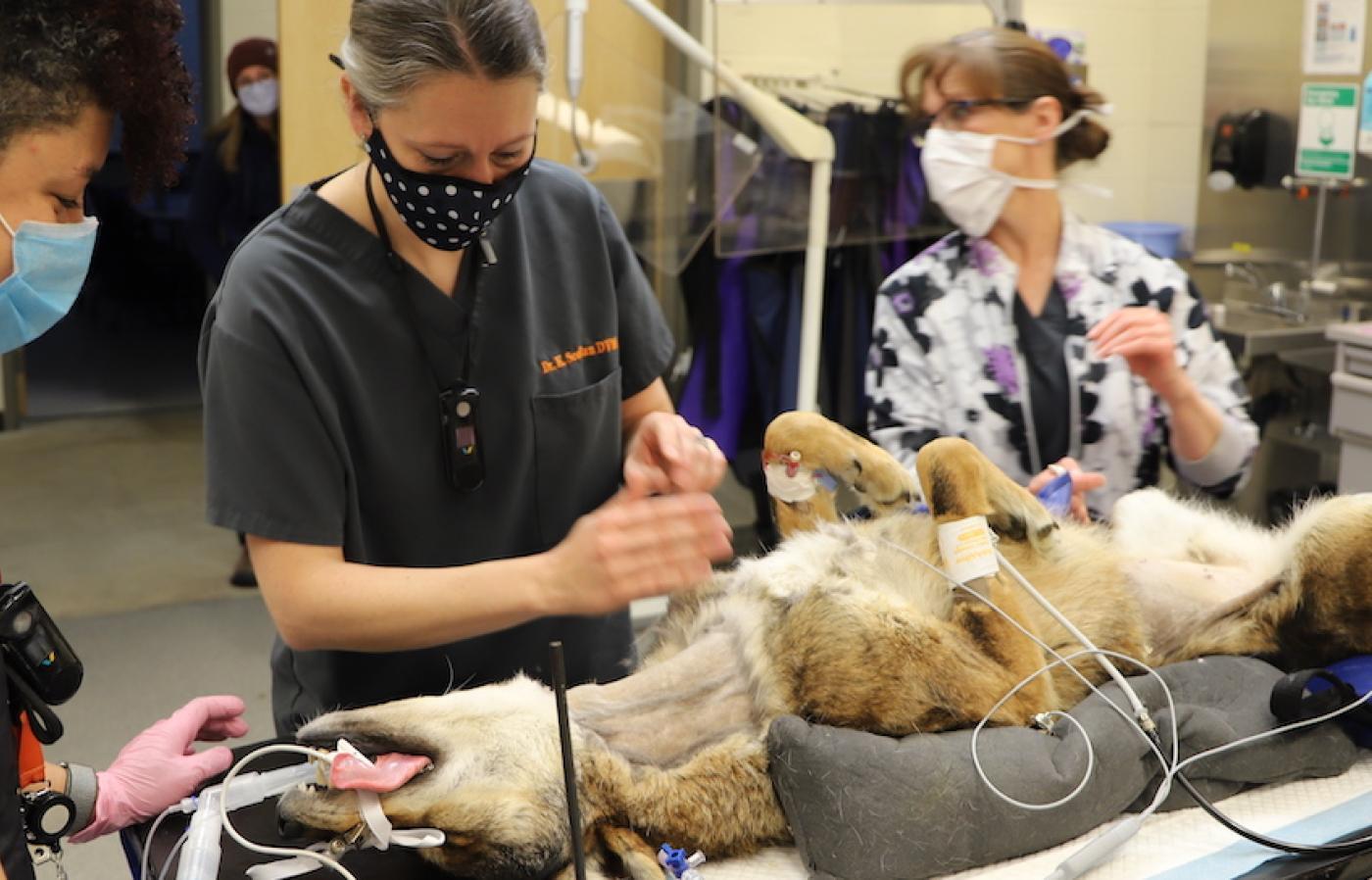 Red wolf lies on back under anesthesia.