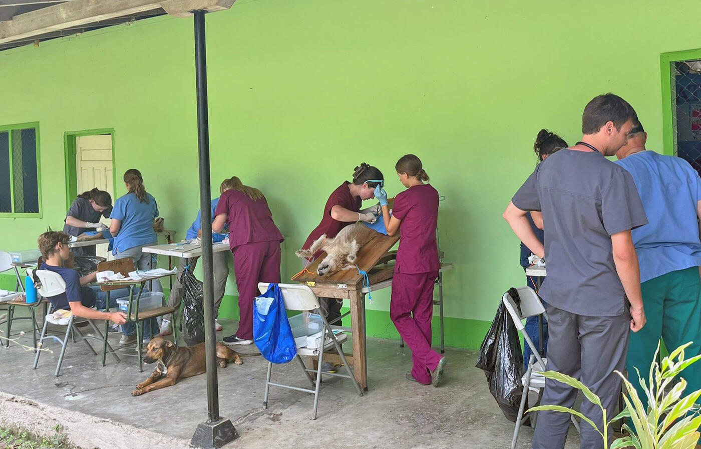 Veterinary students perform spays and neuters