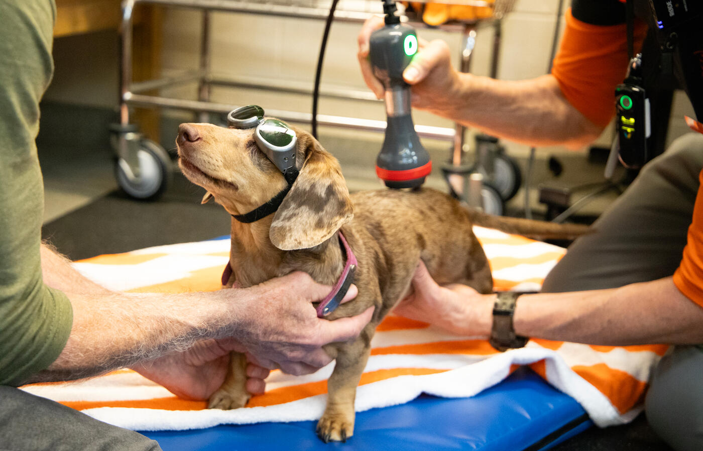 Dachshund wearing safety goggles gets laser therapy from rehab specialist.