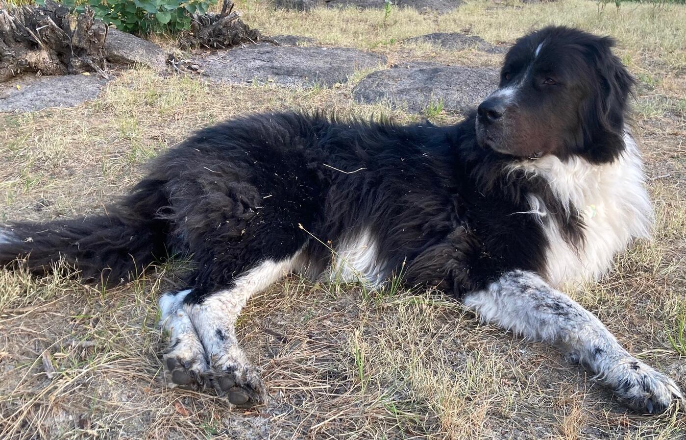 Black and white dog lies on grass.