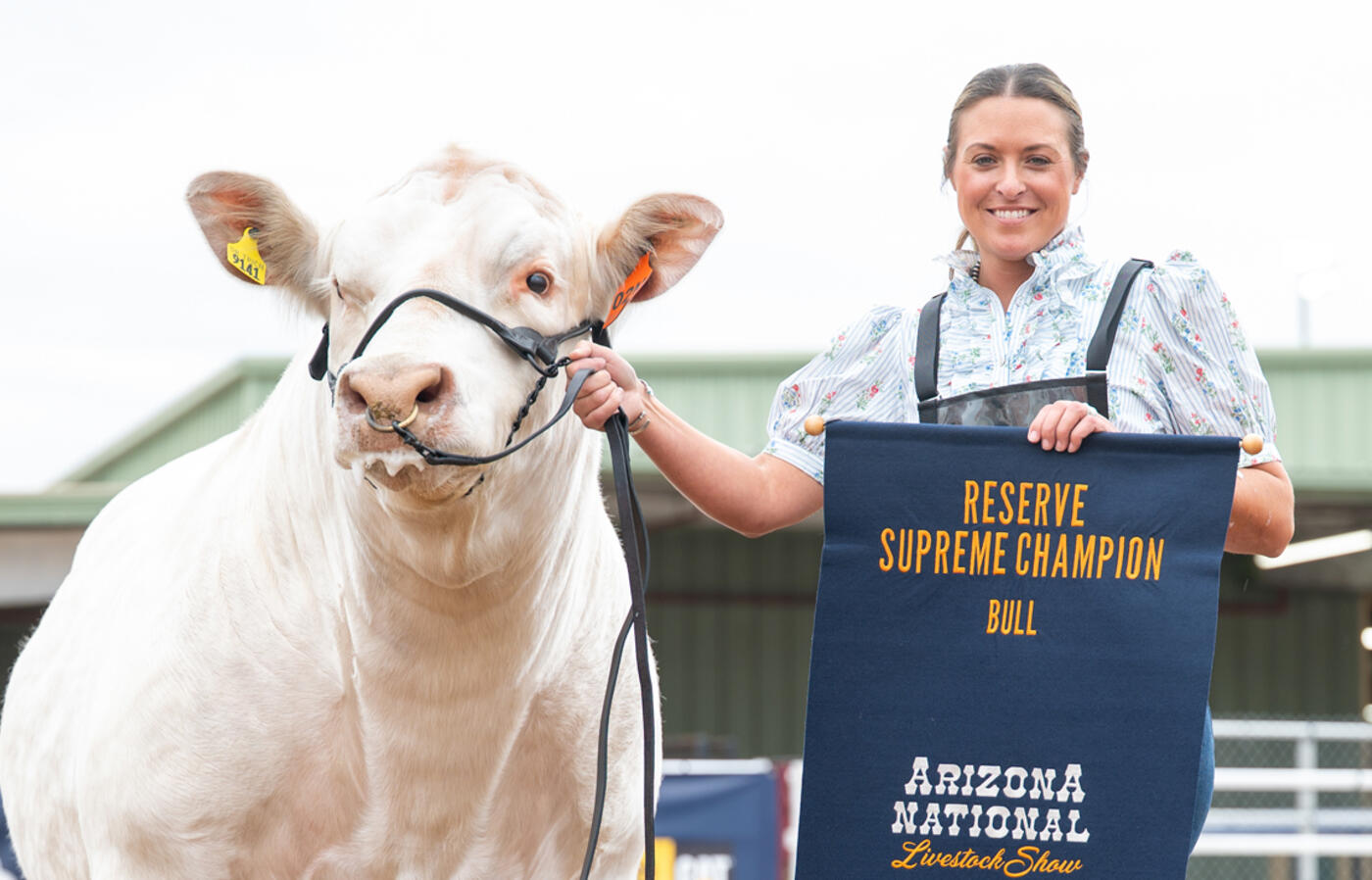 Person with championship banner holds halter of standing Charolais bull.