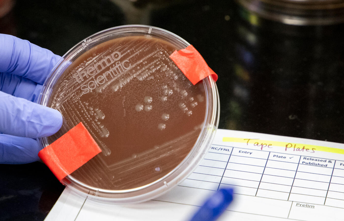 Gloved hand holds petri dish in lab.