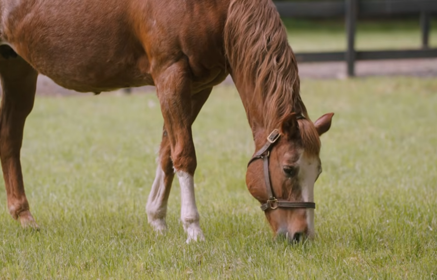 Horse grazes in field. 