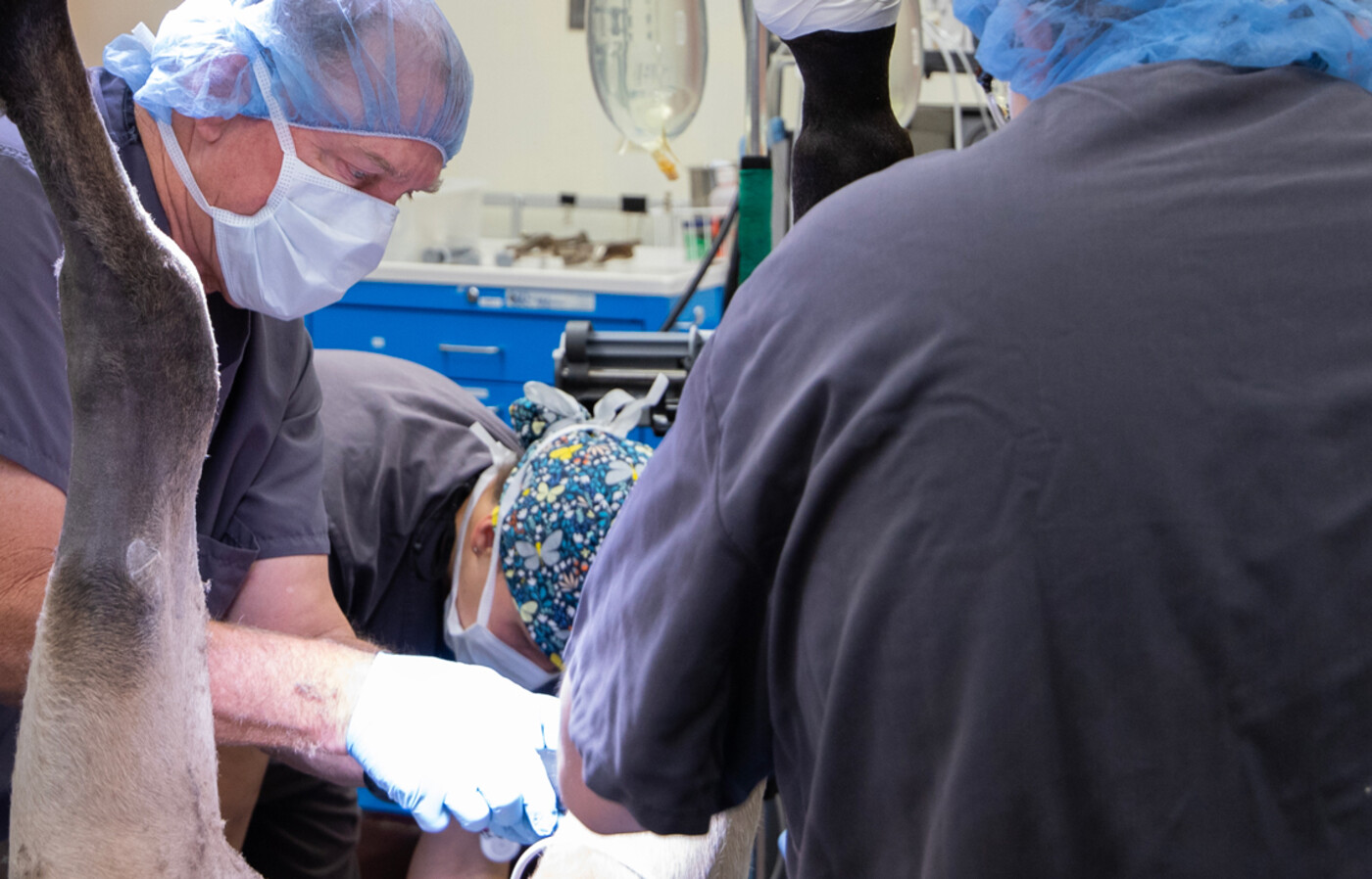 Dr. Huber performs surgery on a horse. 
