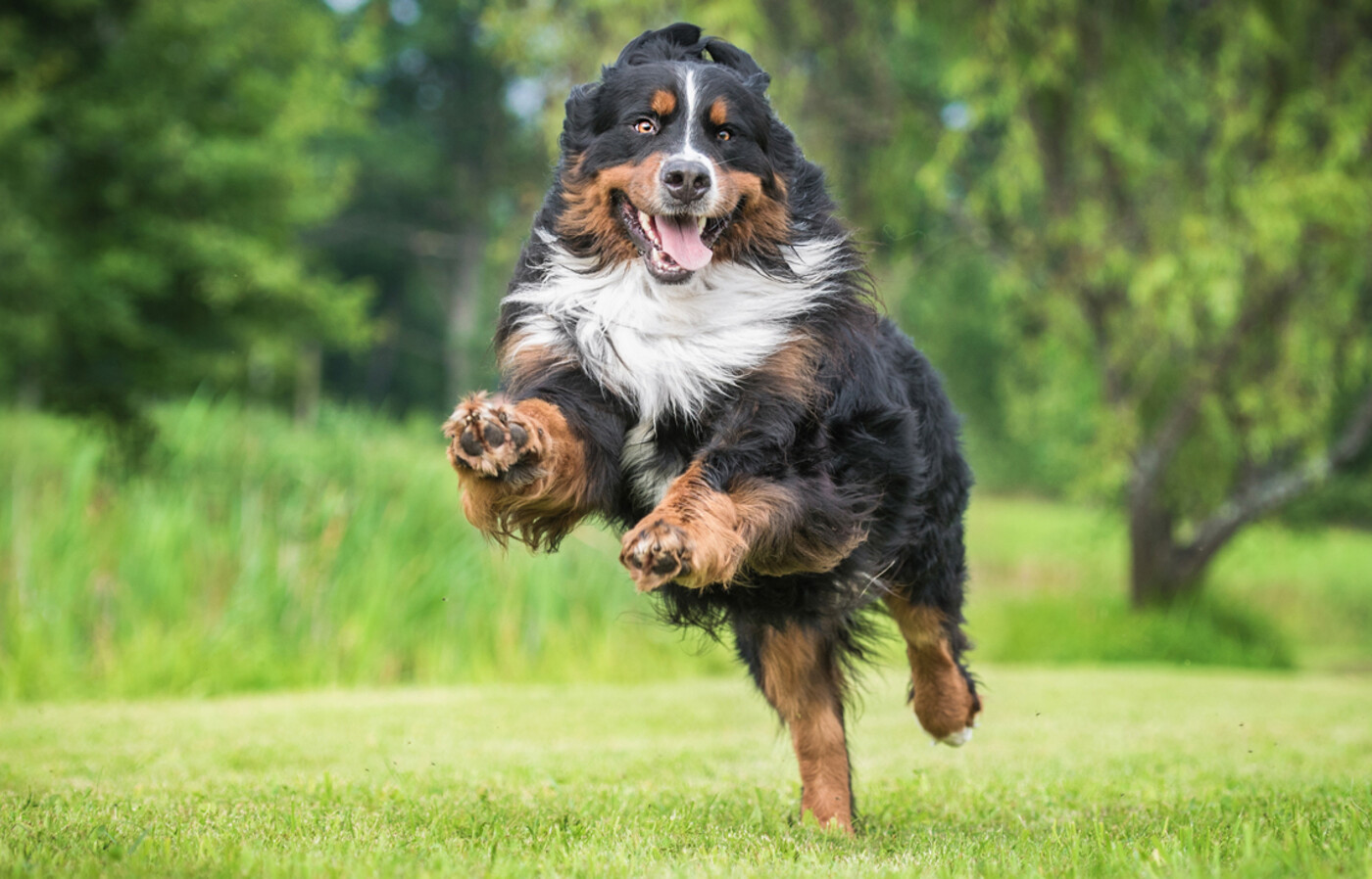 Happy bernese mountain dog running in a yard.