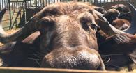 Observer or observed? An adult buffalo cow peers over the fence at the Satara capture corrals. (credit Brian Dugovich)