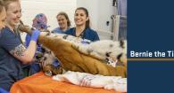 Veterinary student Mallory Manes holds Bernadette's front limbs while classmate Adi Oz looks on.